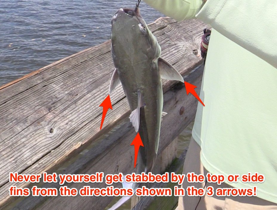 sharp catfish spines