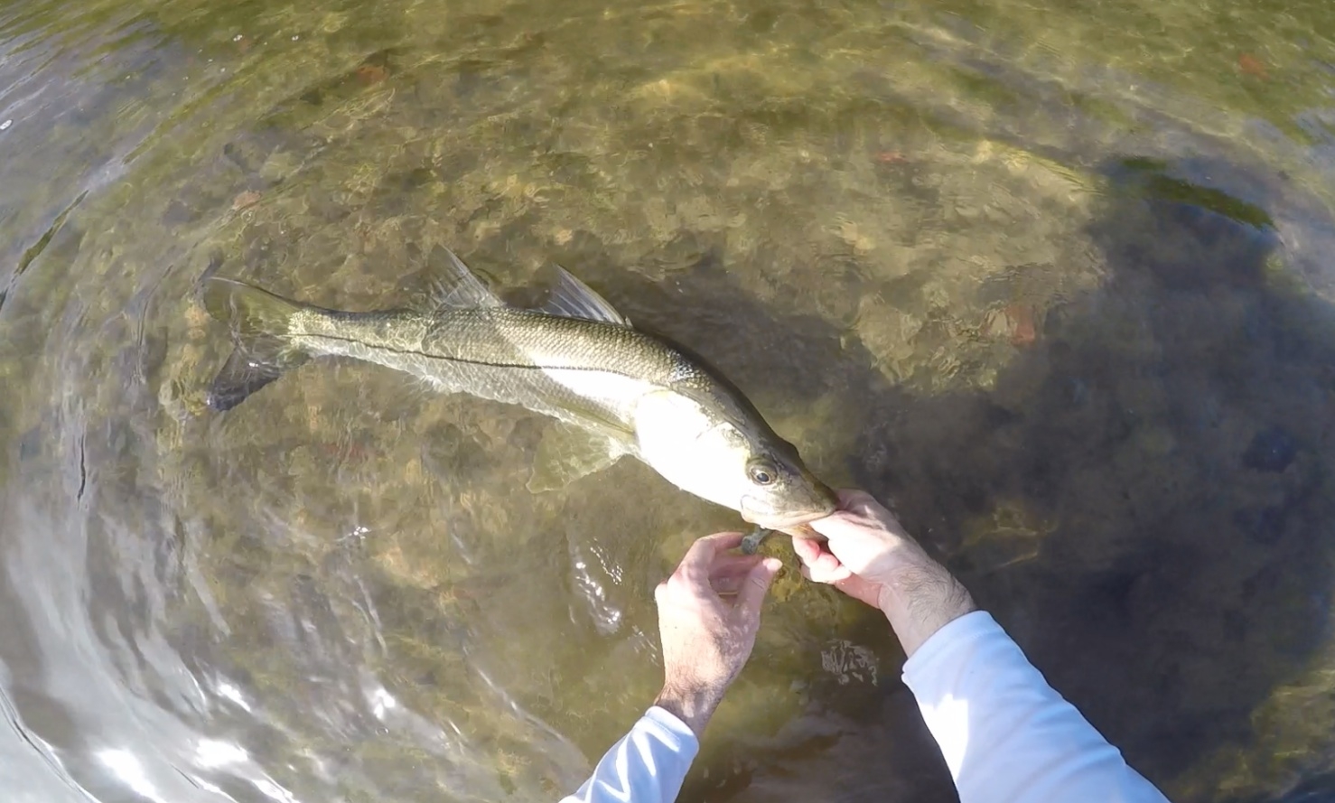 catching snook paddleboard fishing