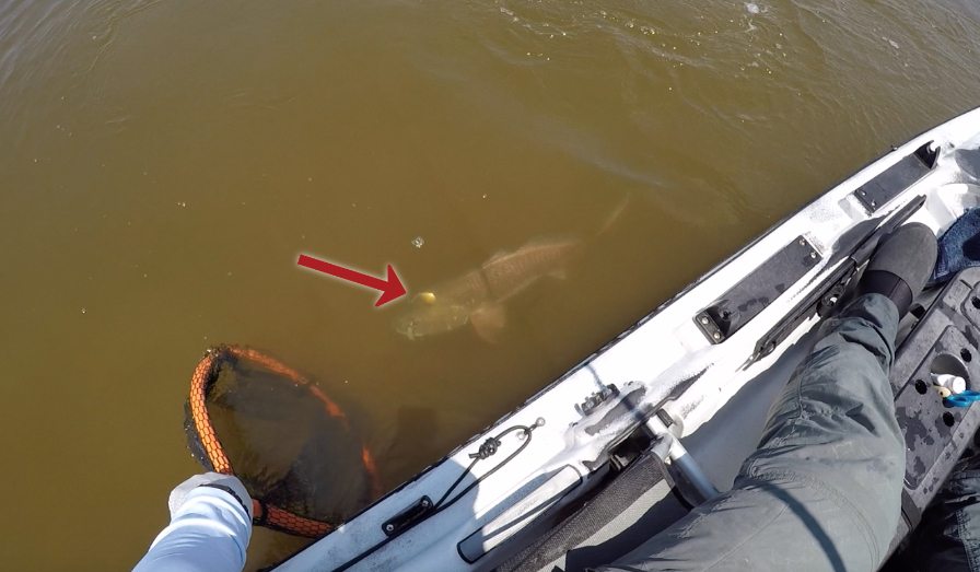 spinnerbait for redfish