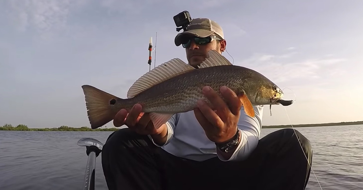 http://Mangrove%20Redfish