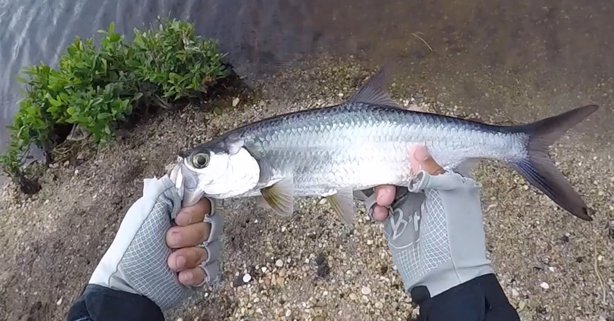 how to catch juvenile tarpon