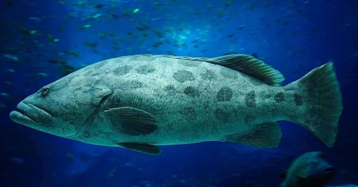 Gag Grouper on Alabama Artificial Reef