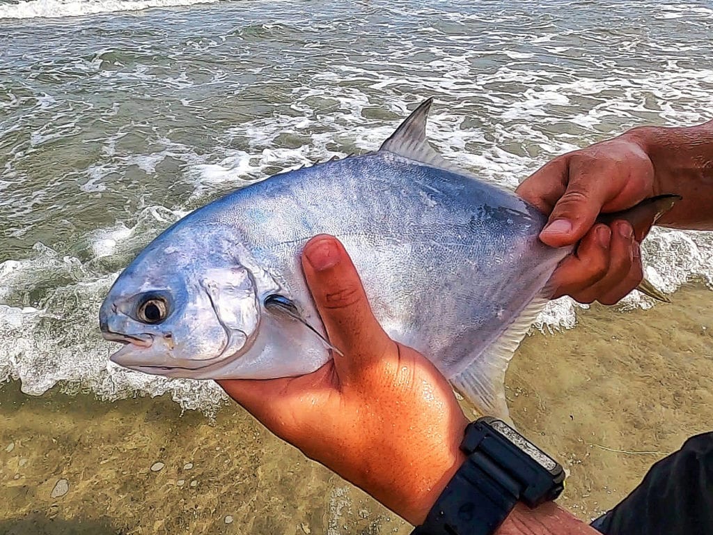 surf fishing pompano