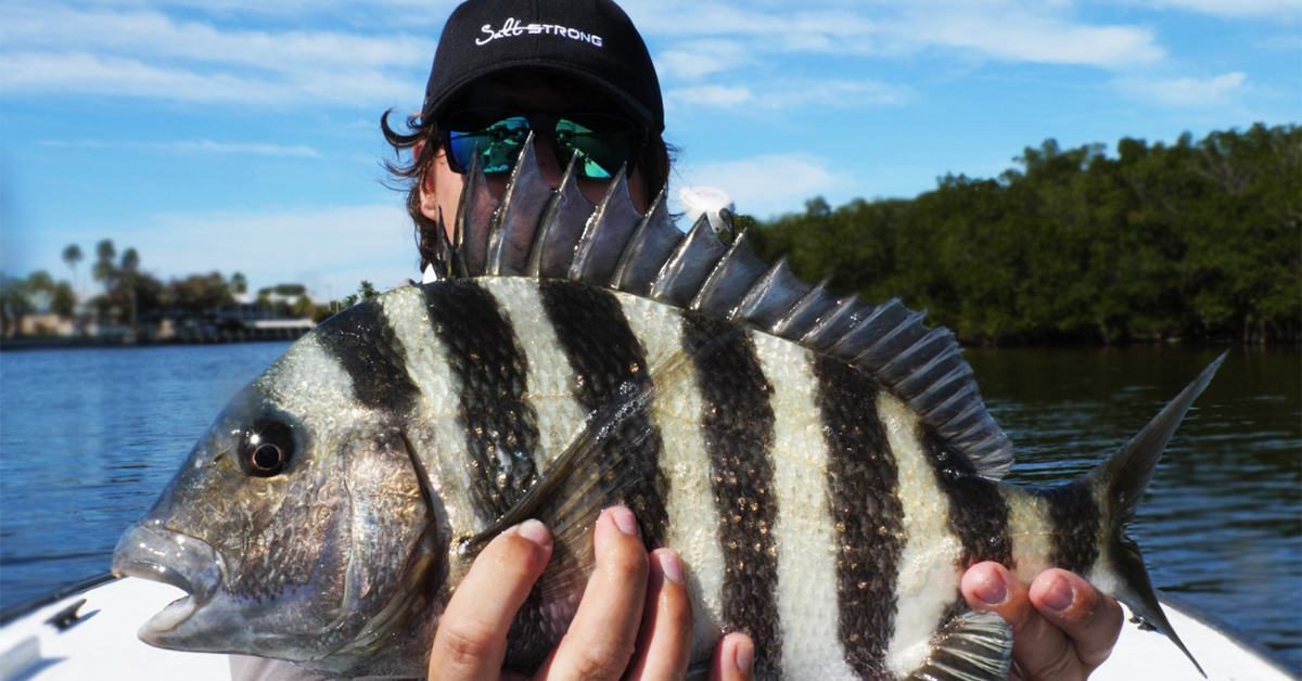 vincent best fishing newsletter sheepshead
