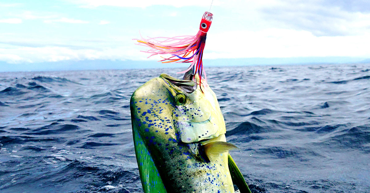 http://best%20mahi%20lures