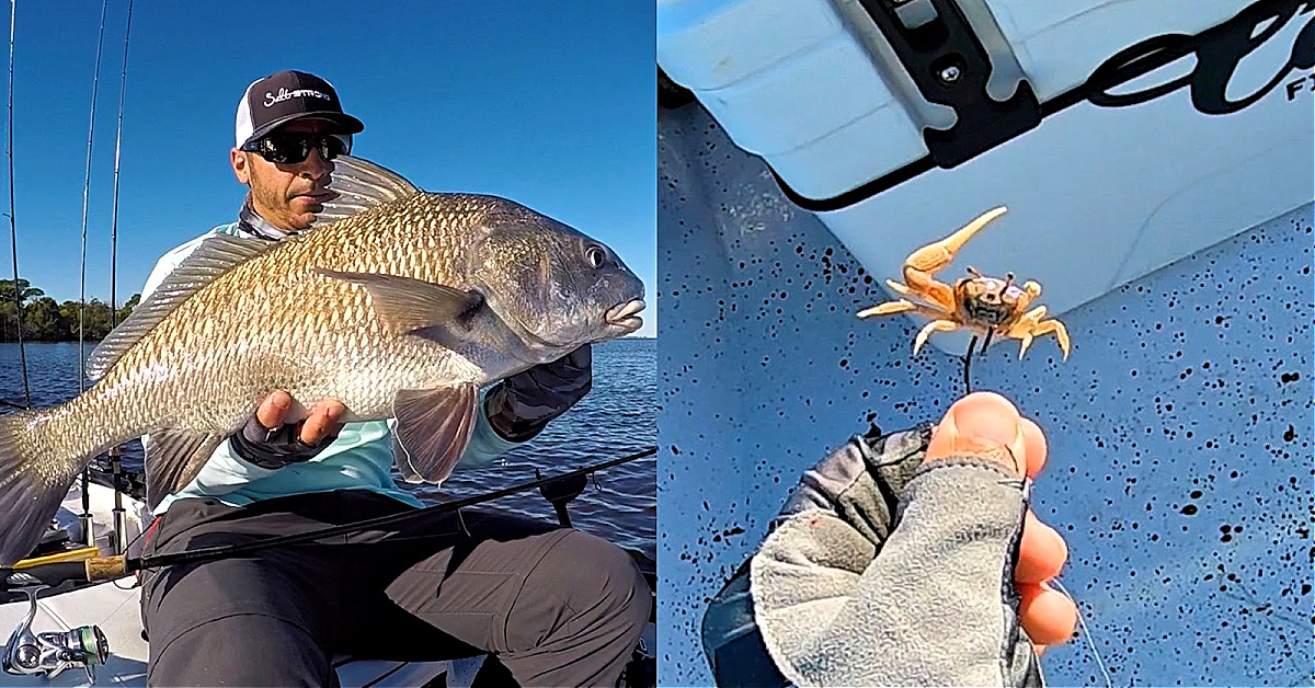 http://how%20to%20catch%20black%20drum%20using%20fiddler%20crabs
