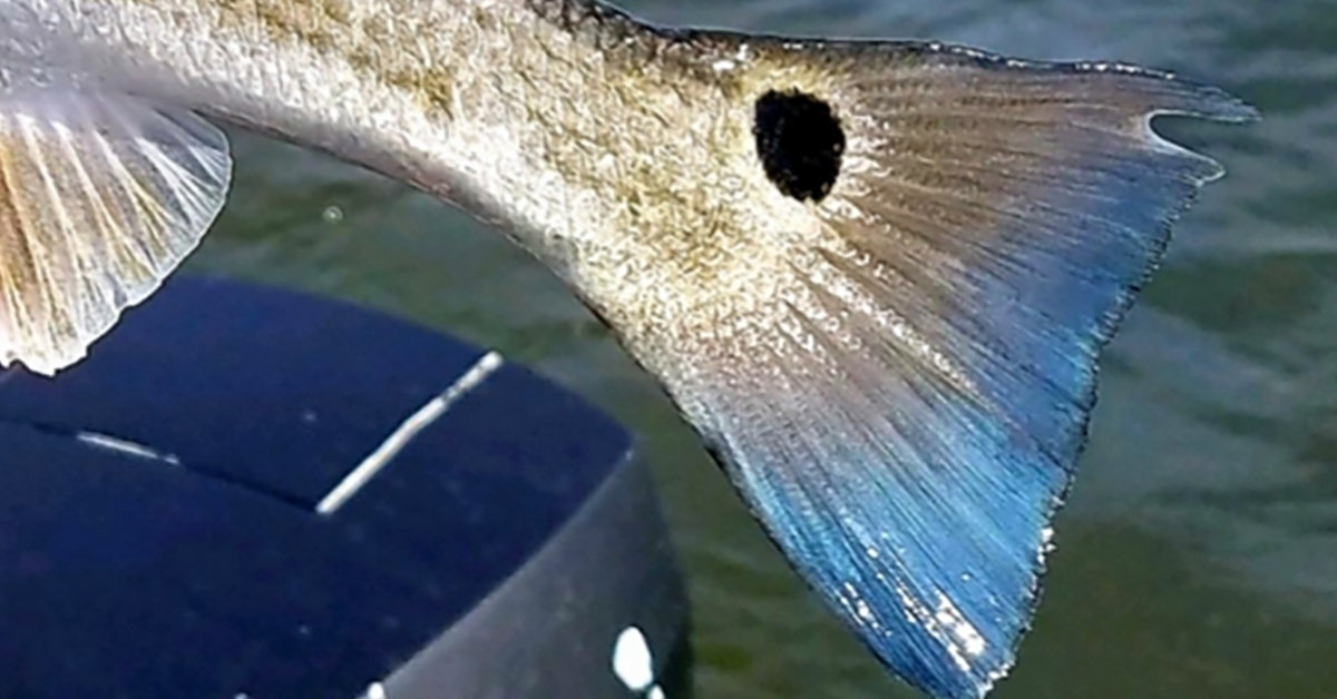 best saltwater fishing newsletter