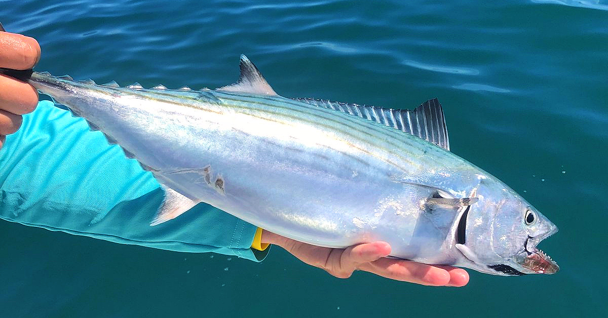http://simple%20ways%20to%20catch%20nearshore%20bonito%20and%20spanish%20mackerel