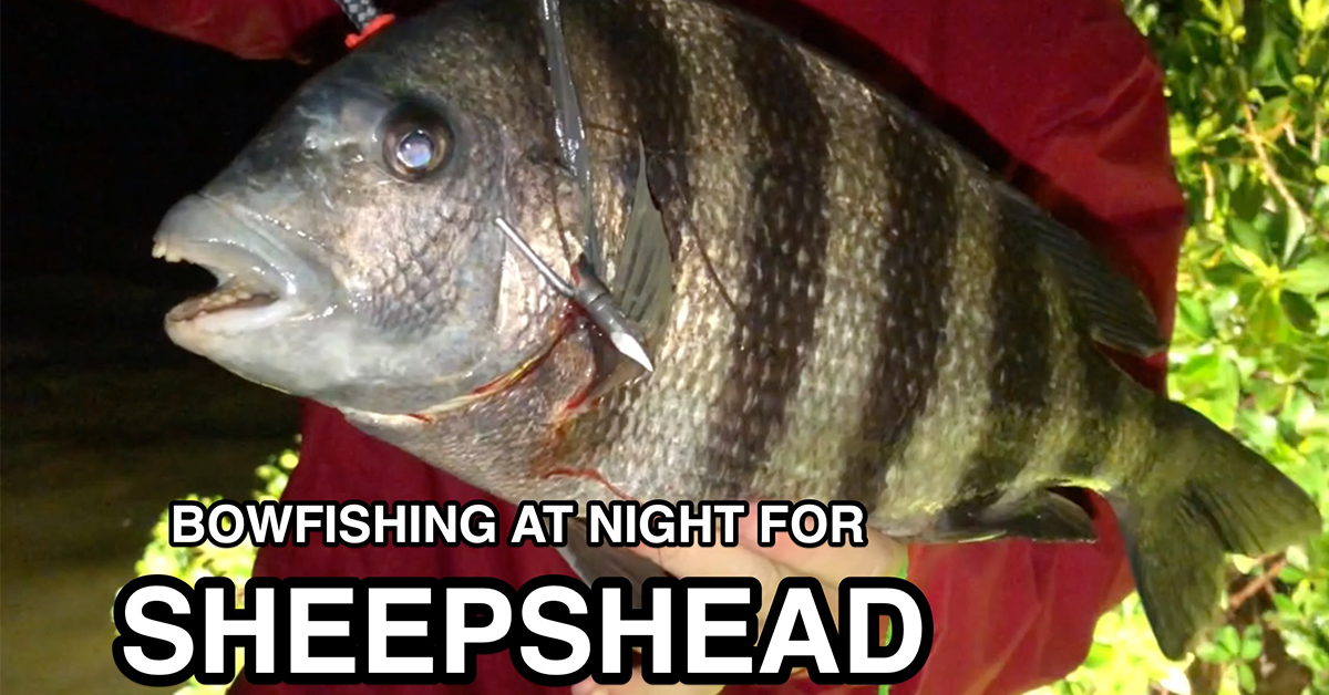 http://bowfishing%20for%20sheepshead
