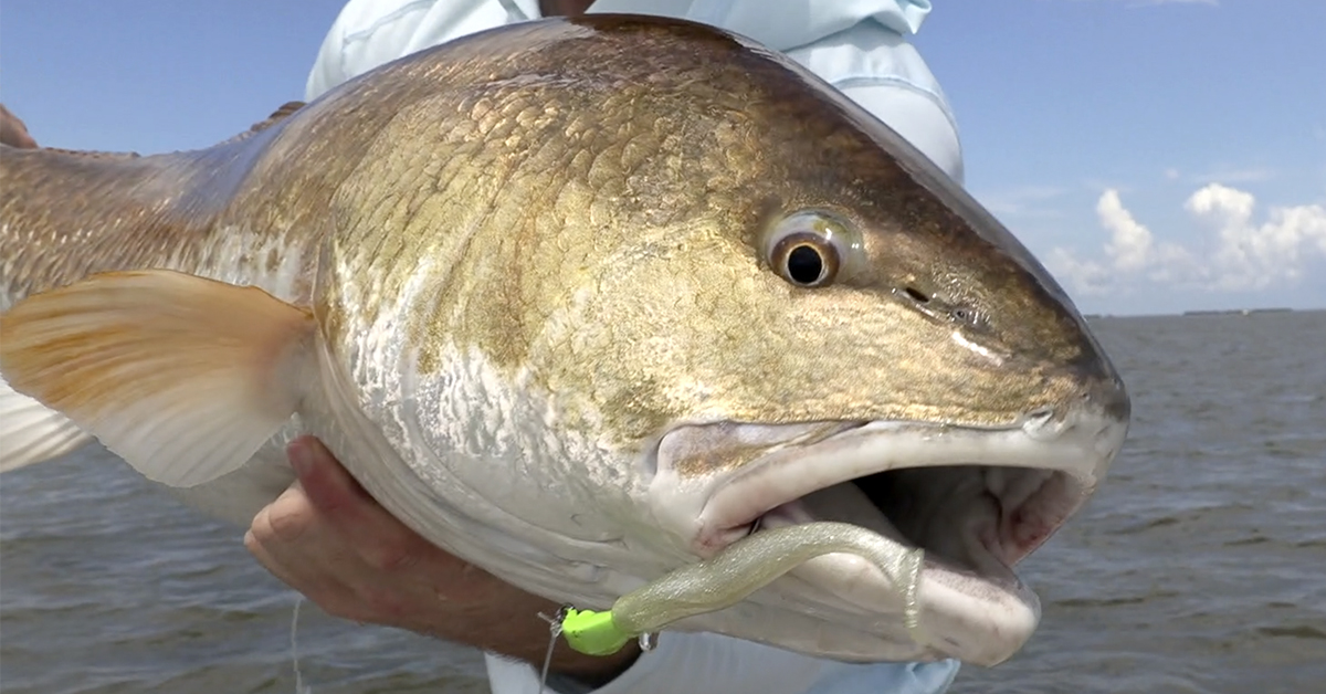 http://bull%20redfish%20migration