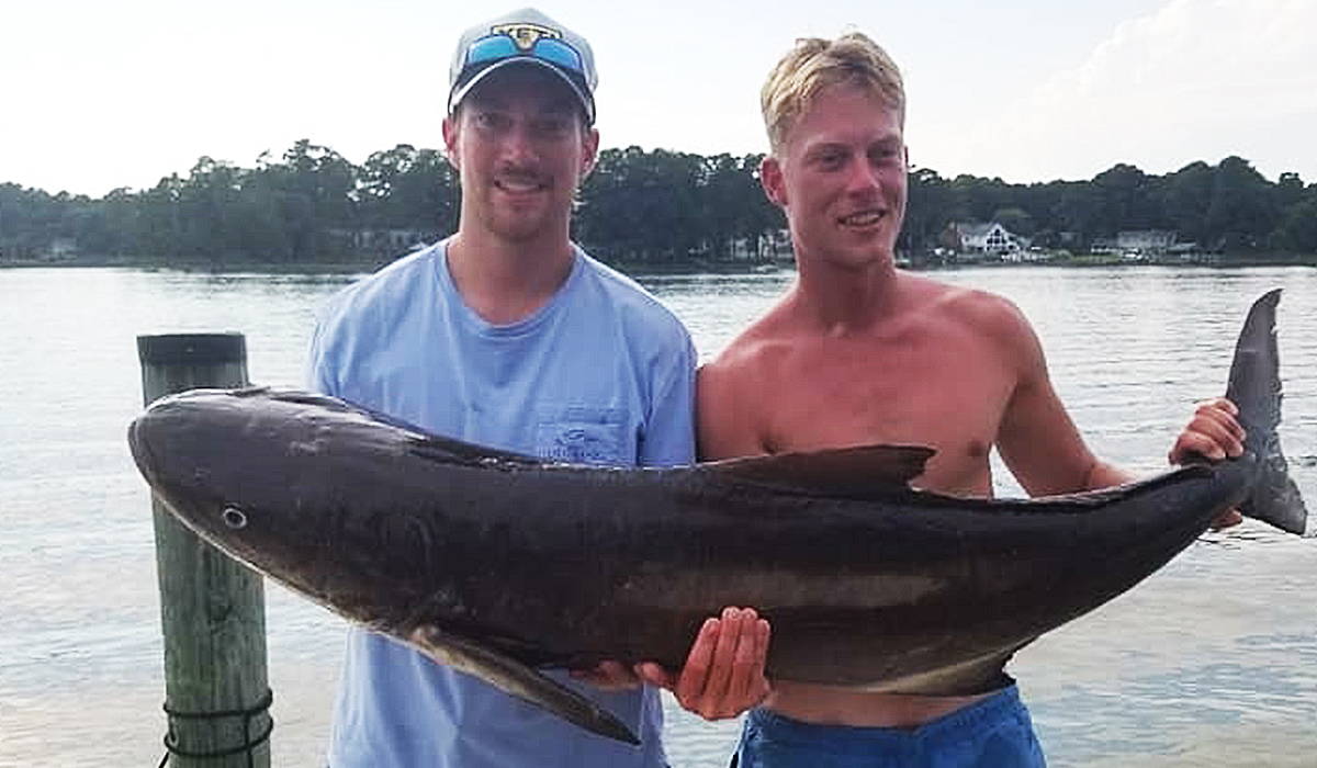 Virginia Artificial Reef Cobia