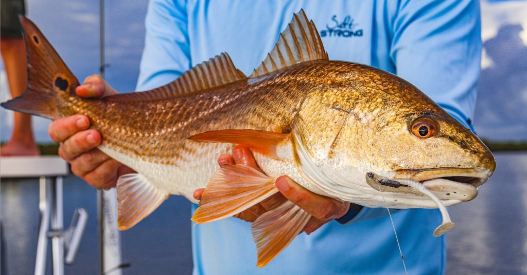 copper redfish