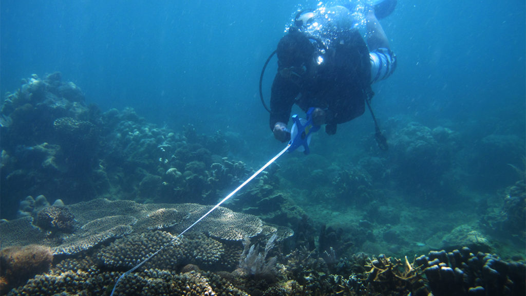 coral reef scientist