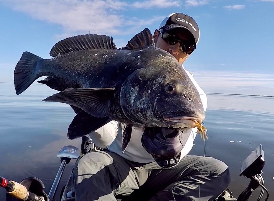 crusty crab black drum
