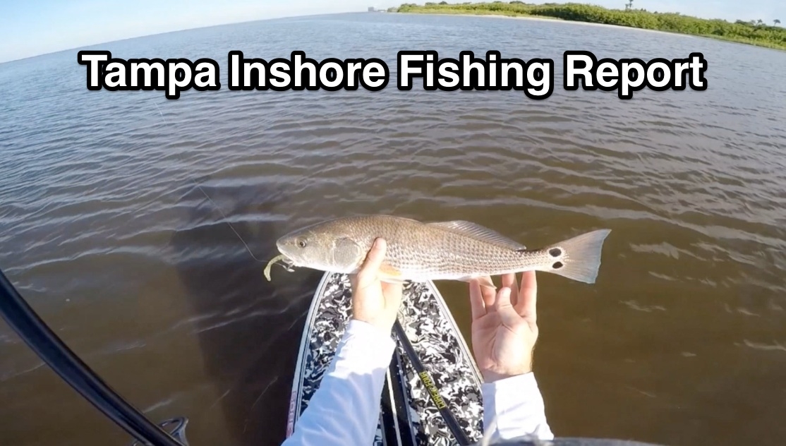 http://Tampa%20Inshore%20Fishing%20Report