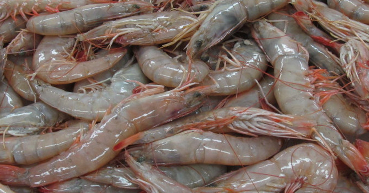 http://how%20to%20rig%20dead%20shrimp%20on%20a%20jig%20head