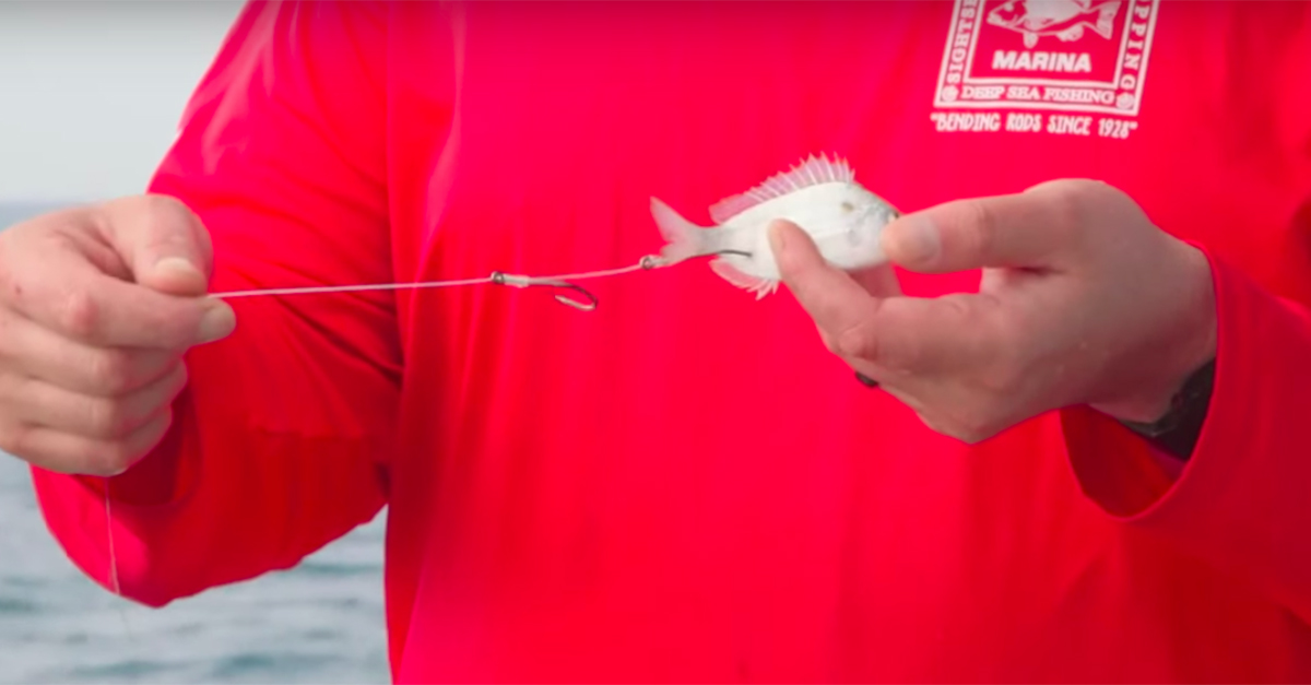 double snell rig pinfish