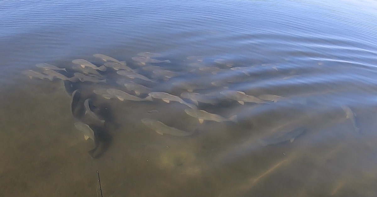 school of black drum mosquito lagoon