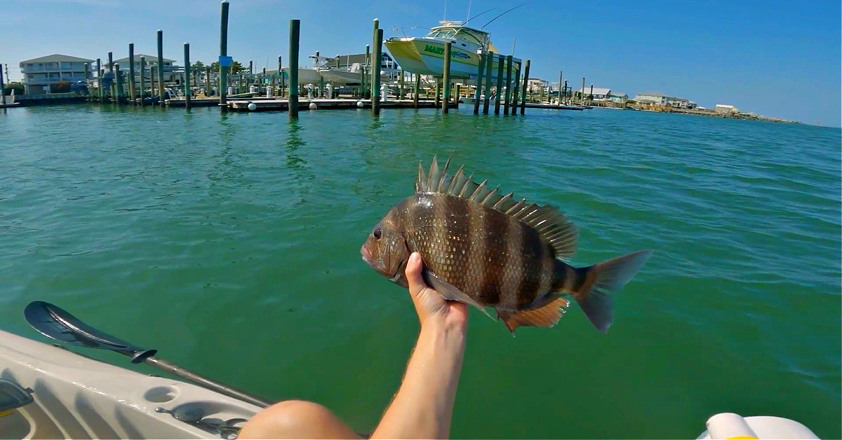 http://catch%20BIG%20sheepshead%20in%20early%20summer