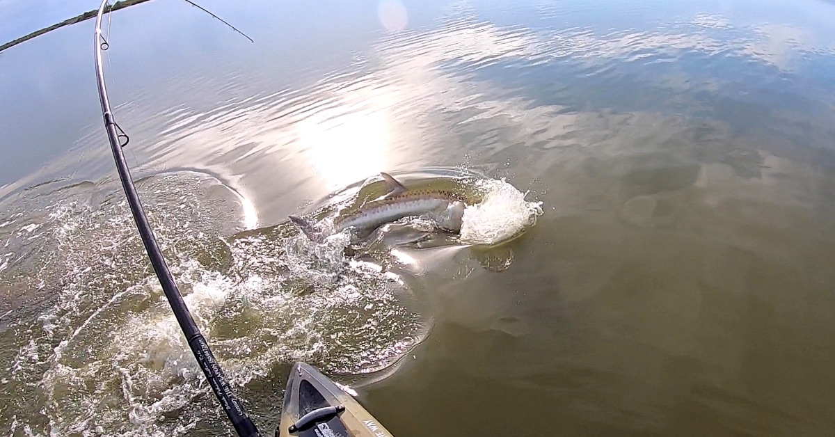 http://massive%20monster%20fish%20vs%20kayak