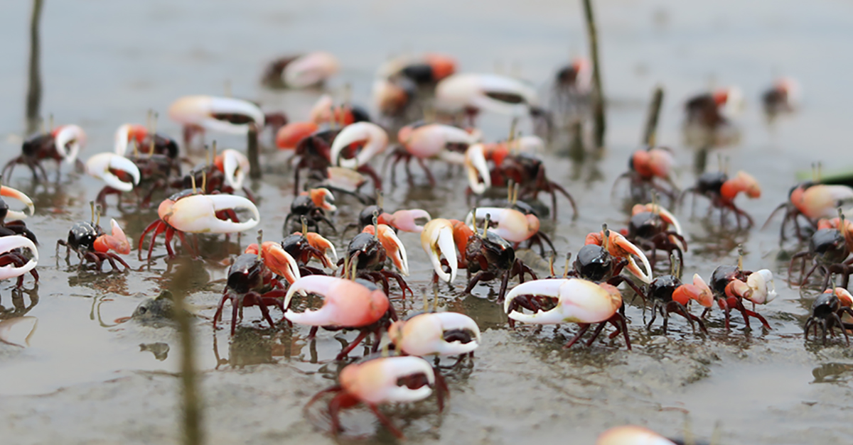 http://find%20fiddler%20crabs%20in%20winter