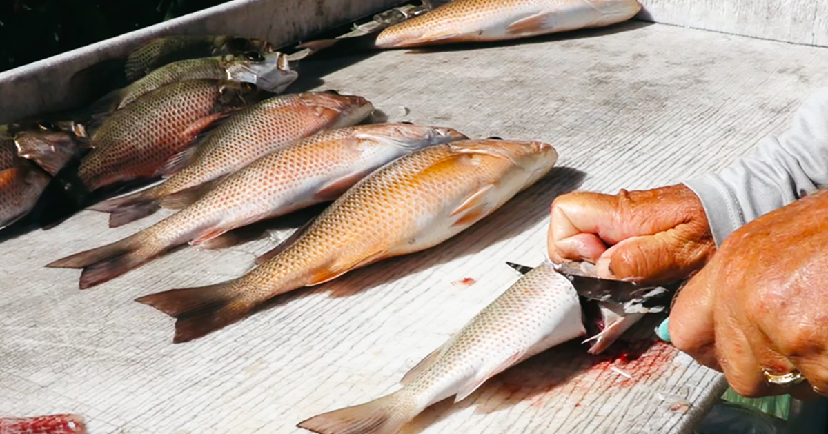 http://how%20to%20fillet%20mangrove%20snapper