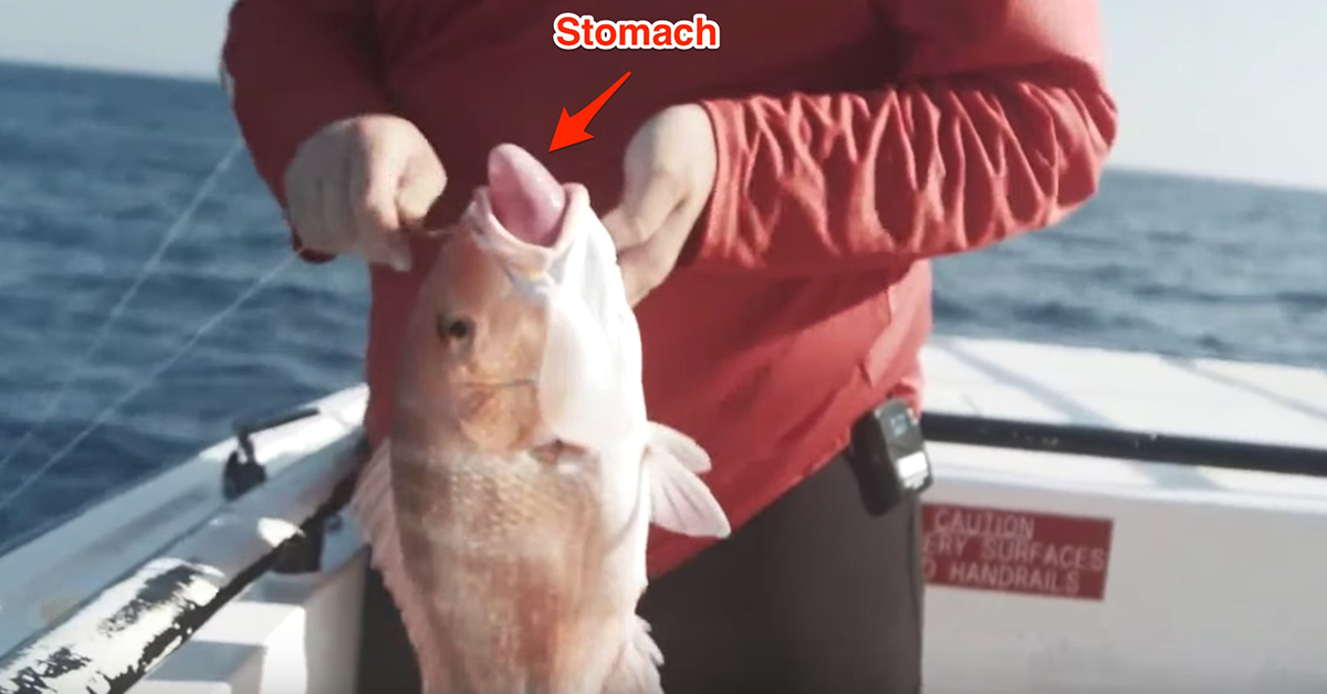 Avoid Venting Red snapper stomach