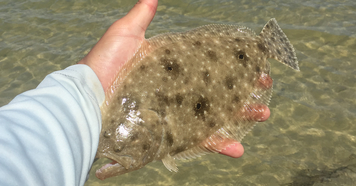 flounder fishing wading