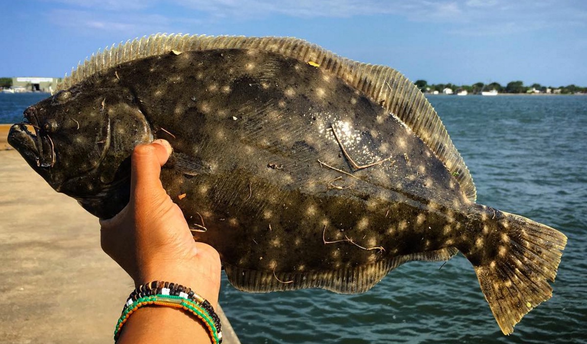 flounder