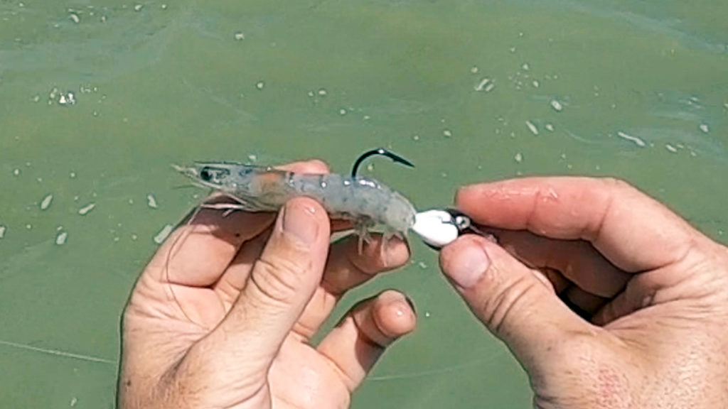 frozen shrimp jig