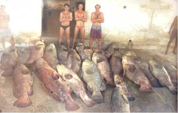 goliath grouper poll