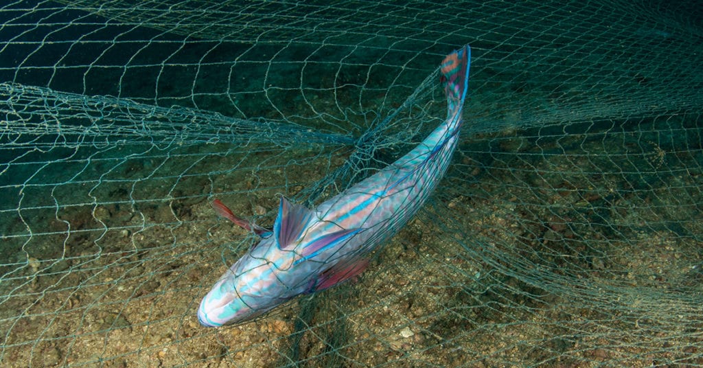 gill nets north carolina