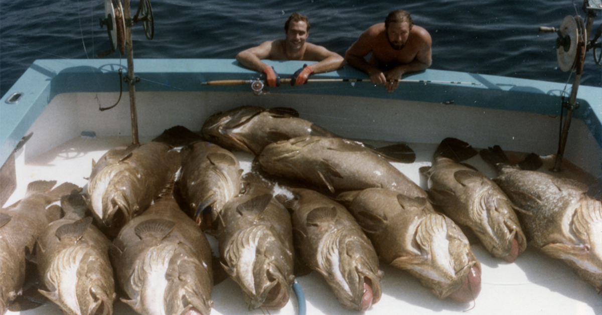 http://goliath%20grouper%20harvest%20rules