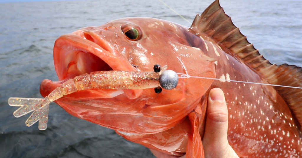 grouper with power prawn