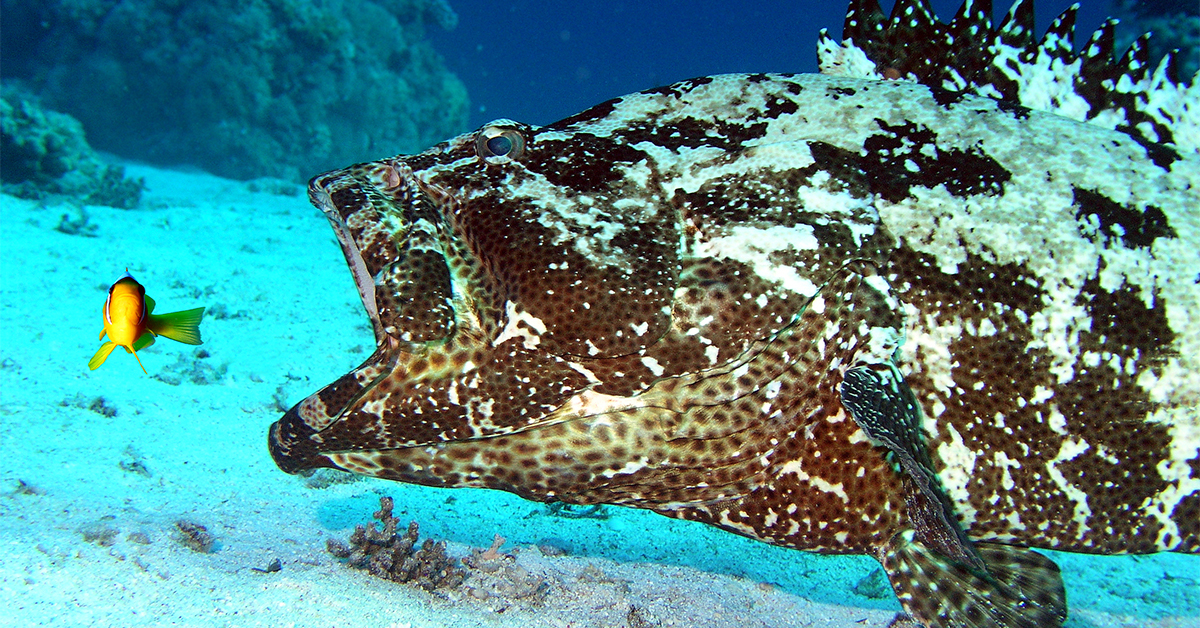 offshore fishing for grouper