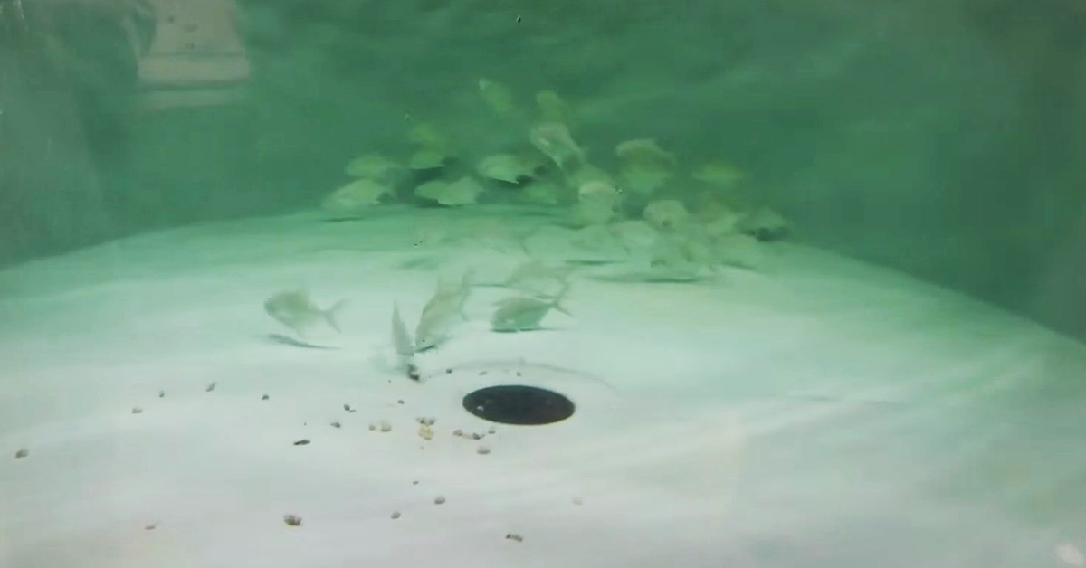 Pompano in Alabama Fish Hatchery