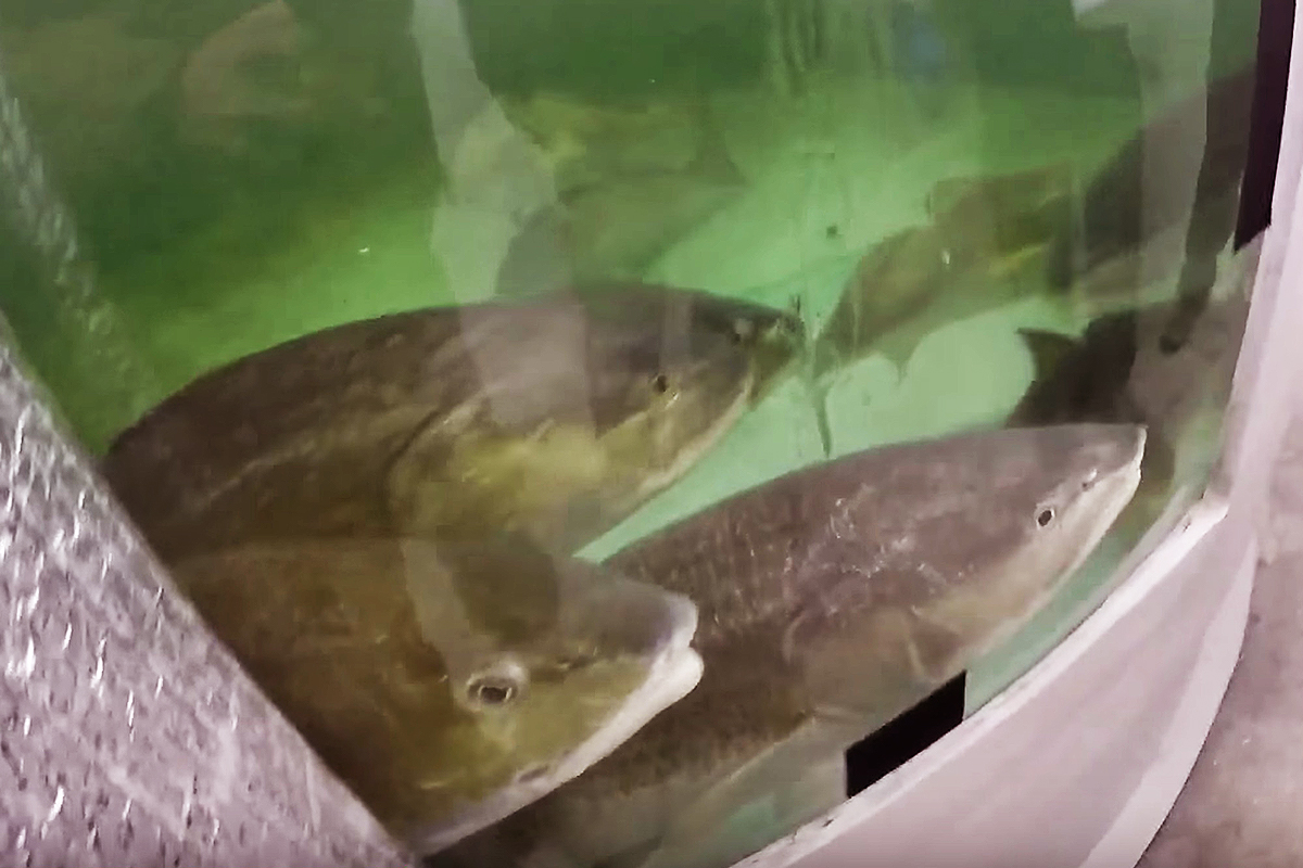 Breeder redfish at Alabama Fish Hatchery