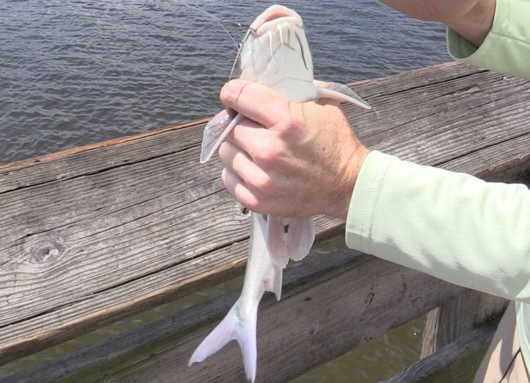 holding catfish