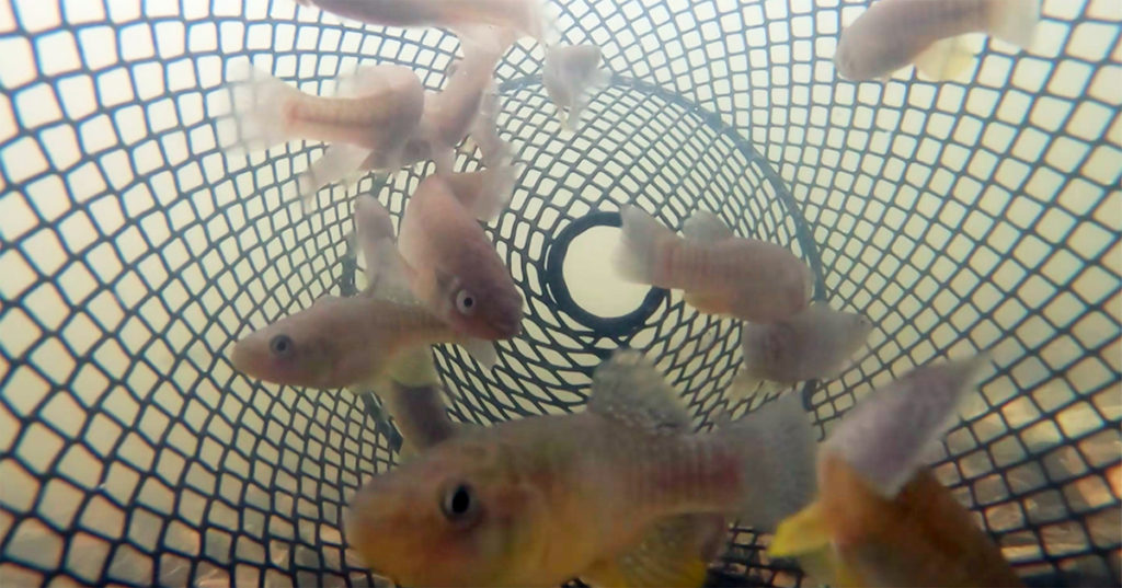 how to catch mud minnows in a minnow trap