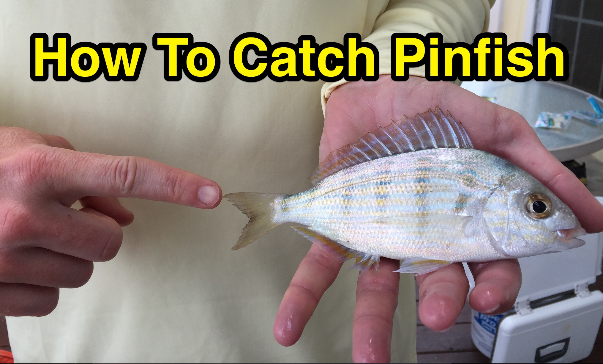 http://how%20to%20catch%20pinfish%20using%20berkley%20gulp