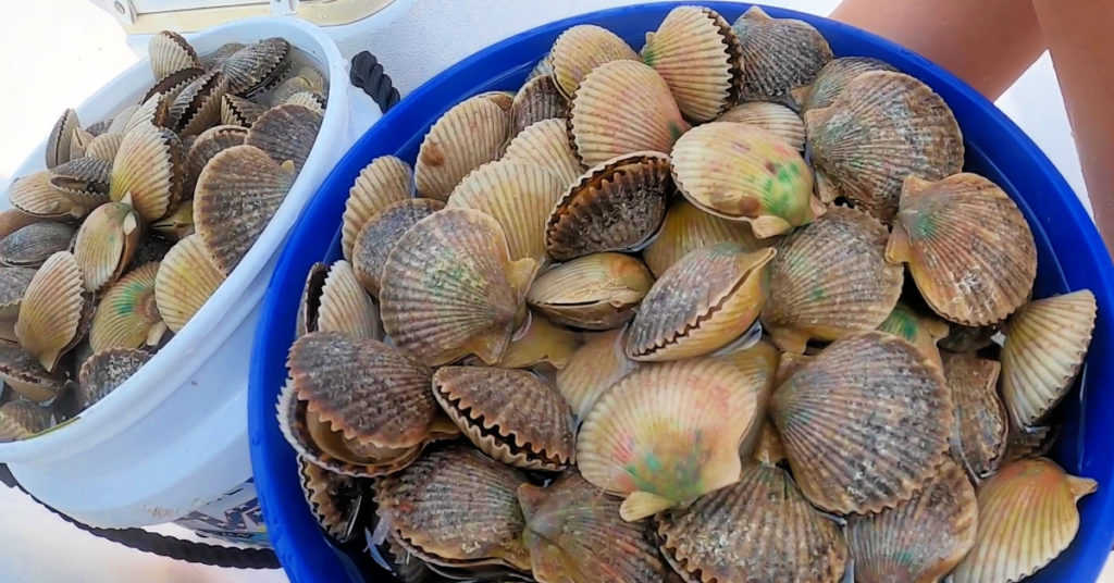 how to catch scallops