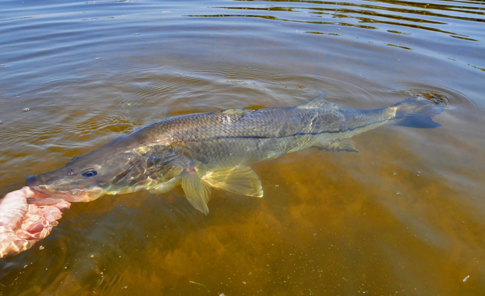 how to release a snook