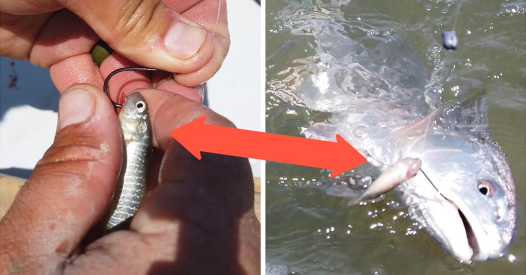 best way to rig mud minnows