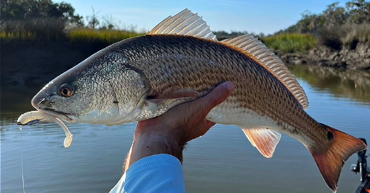 http://hunting%20redfish