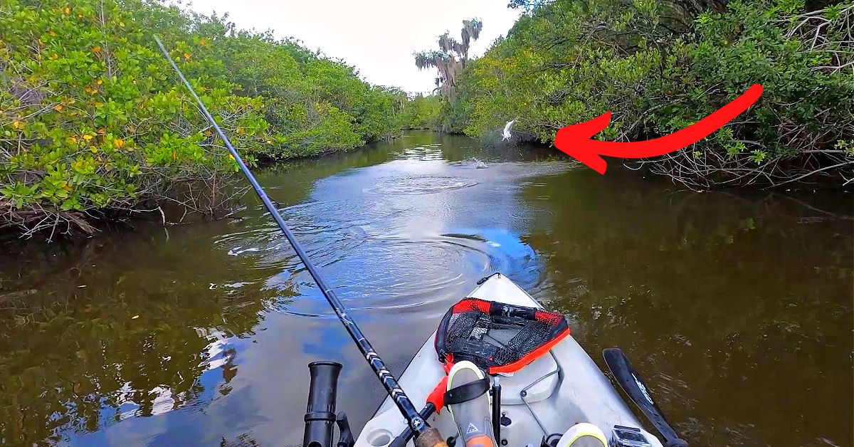http://insane%20juvenile%20tarpon%20bite