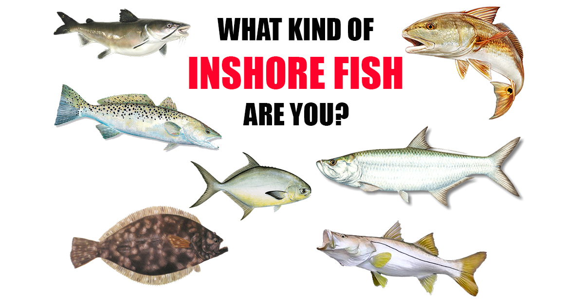 http://inshore%20fish%20quiz