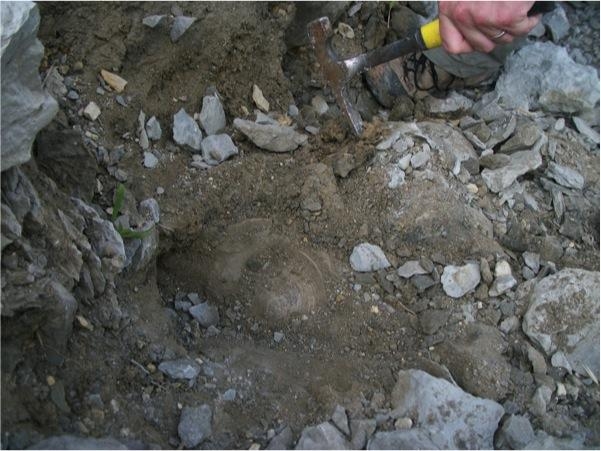 20ft mega shark found in texas