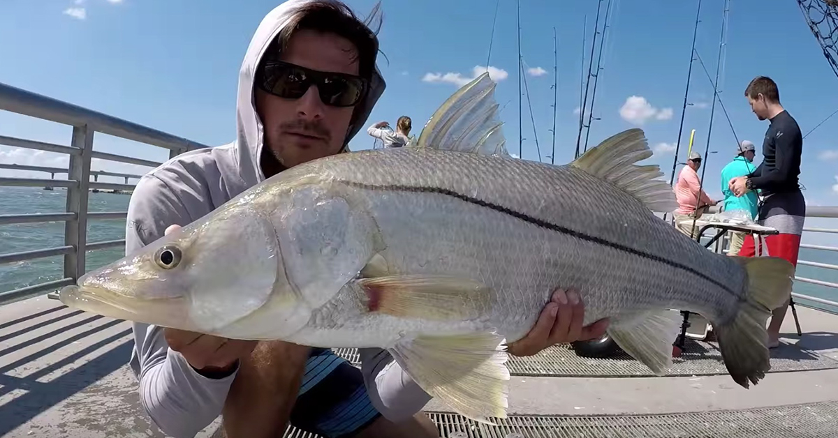 http://Sebastian%20Inlet%20North%20Jetty%20Snook