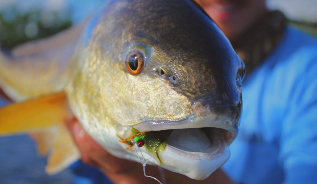 Fly Fishing redfish catch