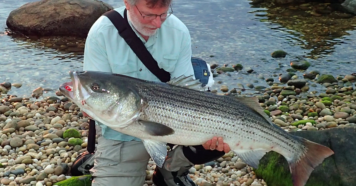 http://john%20skinner%20striped%20bass